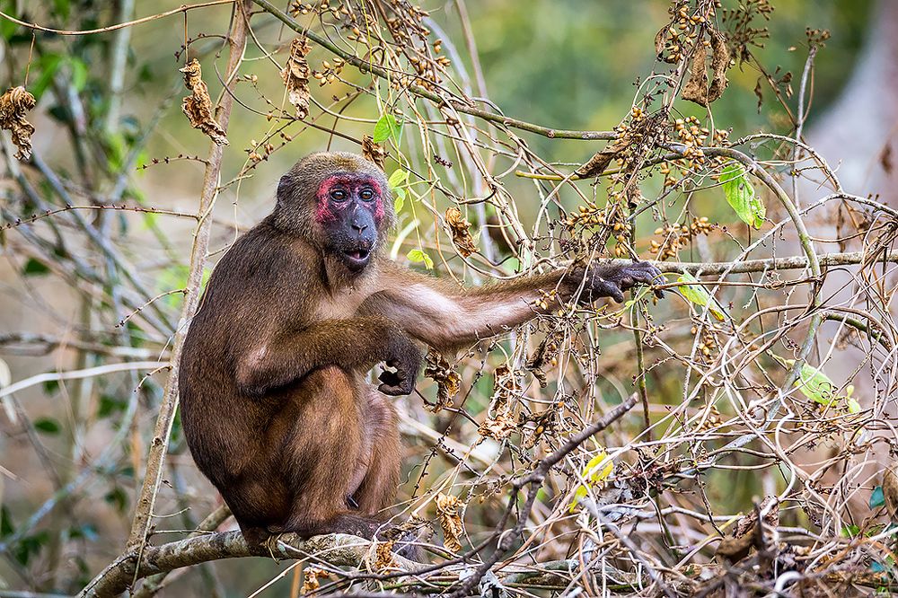 Медвежьи макаки