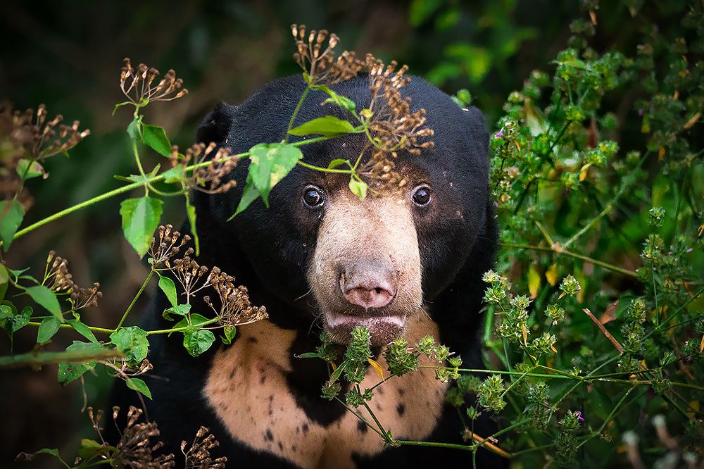 Солнечный медведь
