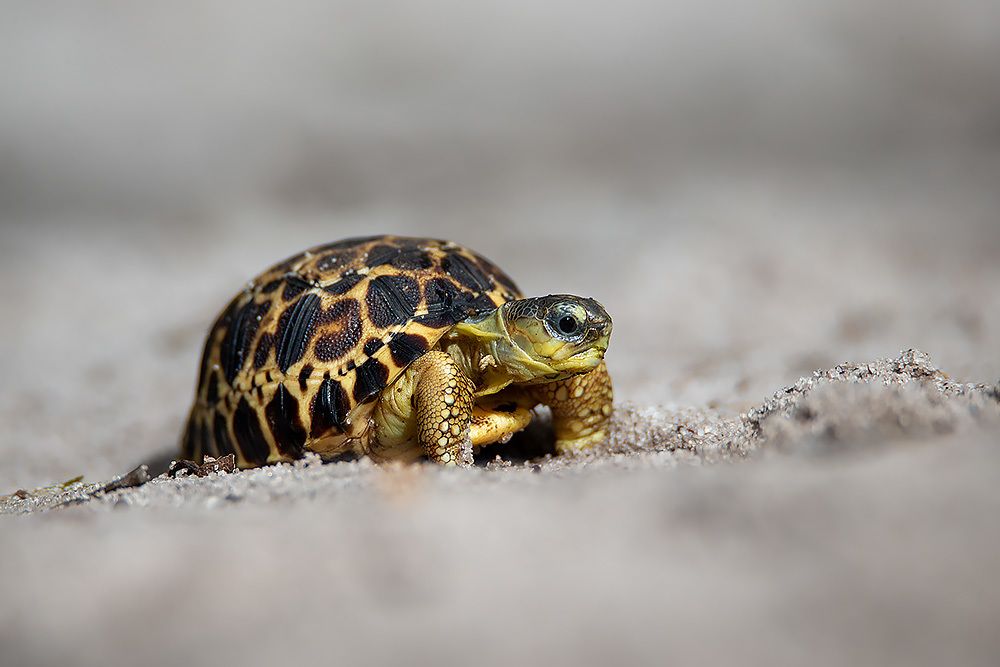 Photograph by Сергей Савви