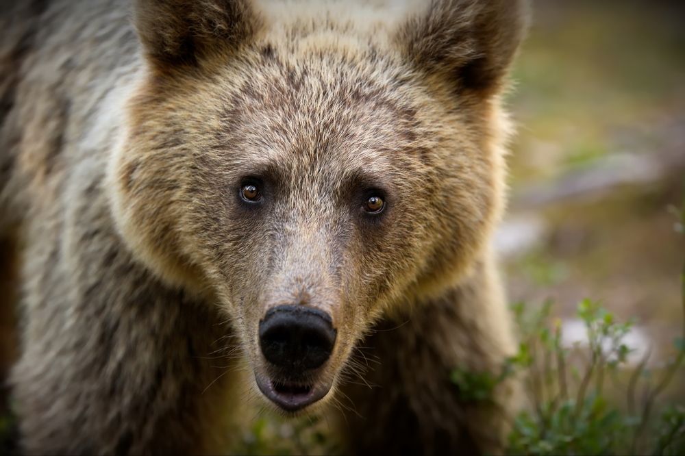 Эти глаза напротив...