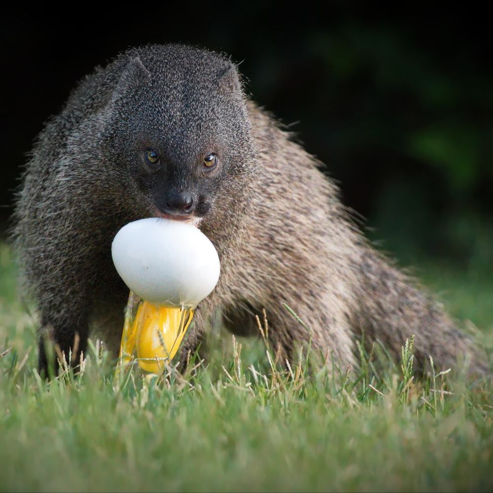 Лопнувшее яйцо