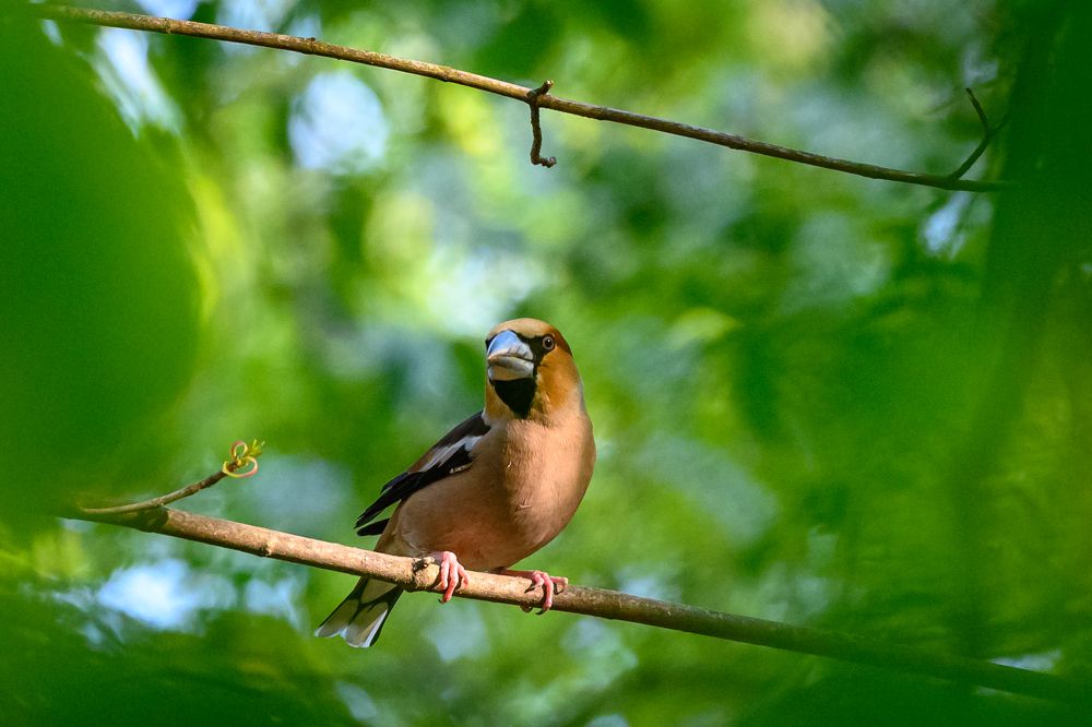 Просто Дубонос