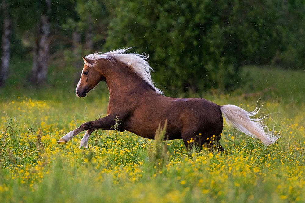 Блондин в цветах