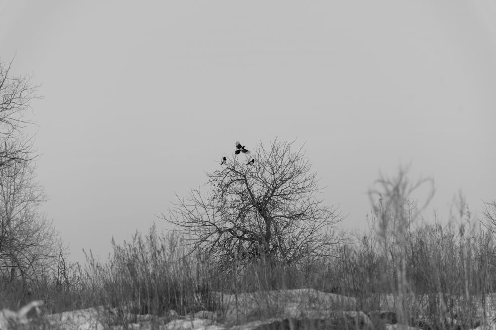 Photograph by Irina Stanislavskaya