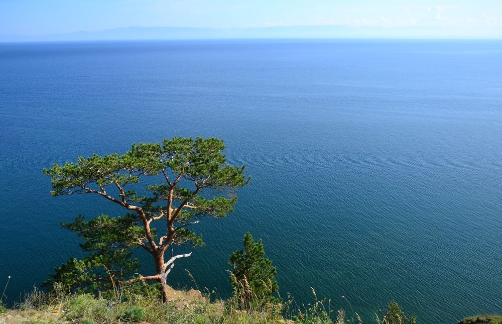 LAKE BAIKAL. PINE