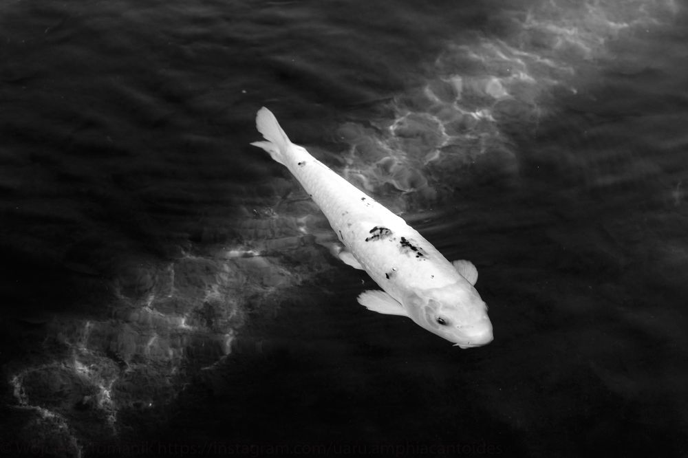 Photograph by Wojciech Tomanik