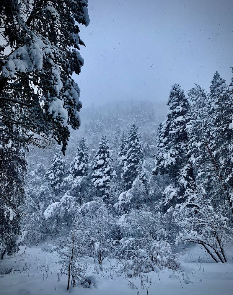 Лесной пейзаж