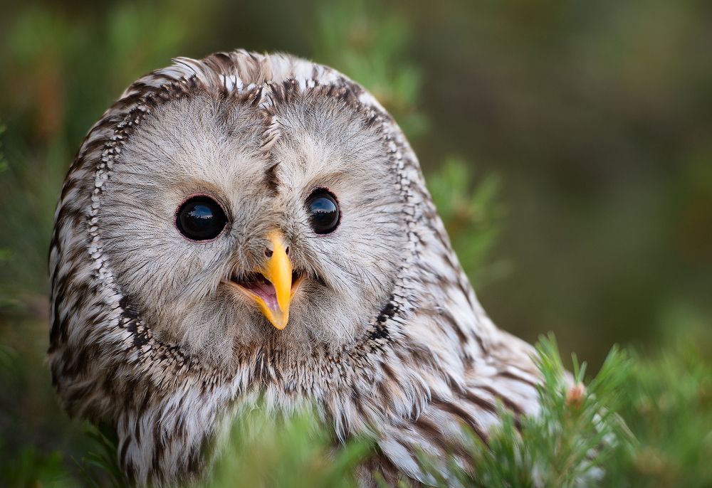 Photograph by Юлия Борт