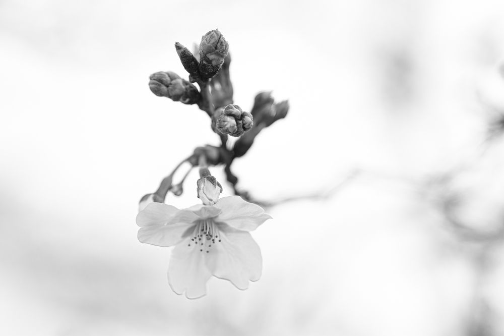 Photograph by Wojciech Tomanik