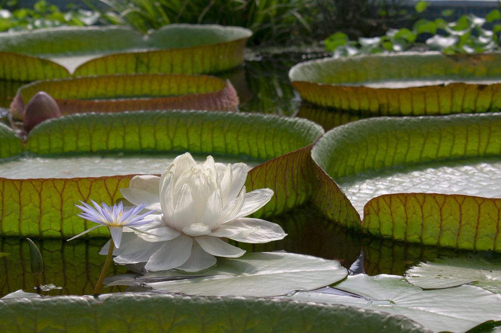 Photograph by Elena Lopatina