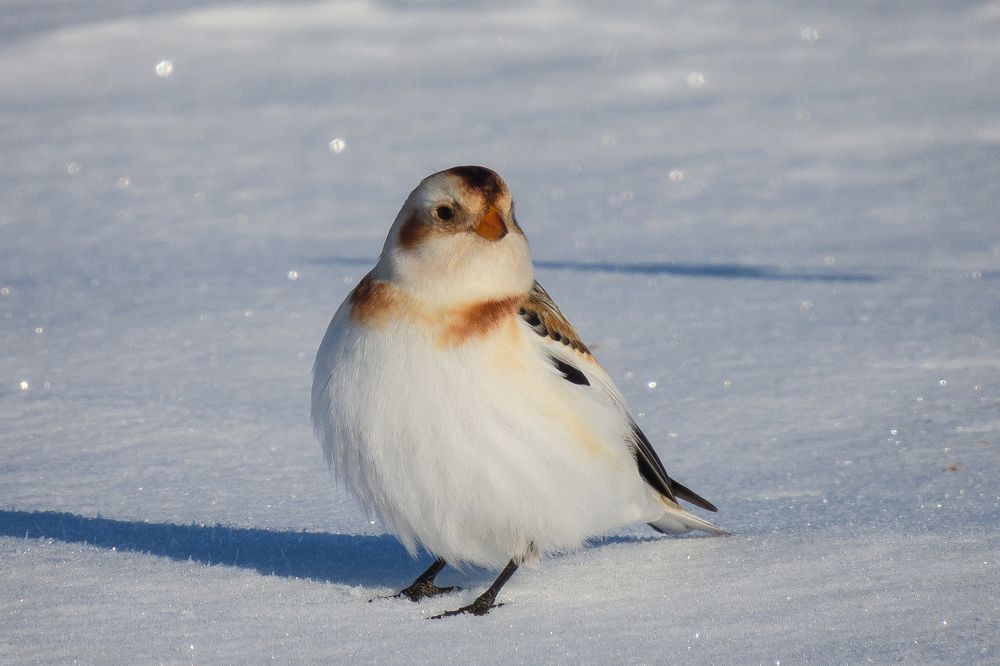 Photograph by Елена Вотинцева