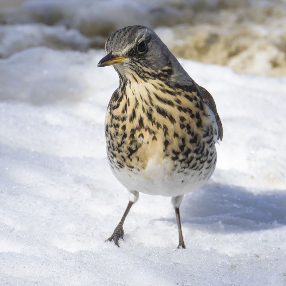 Photograph by Елена Хоменко