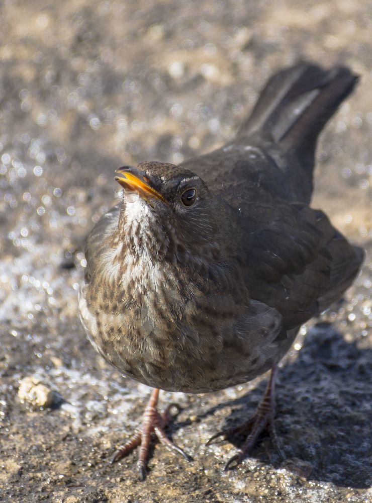 Photograph by Елена Хоменко