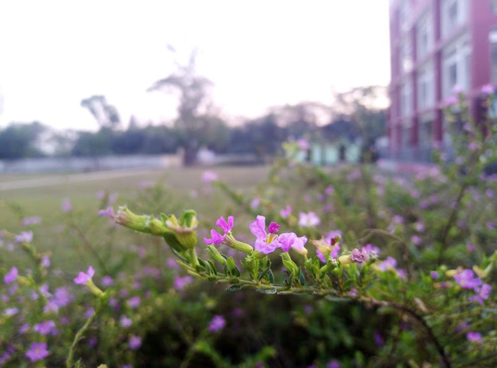 Photograph by Saif Shamim