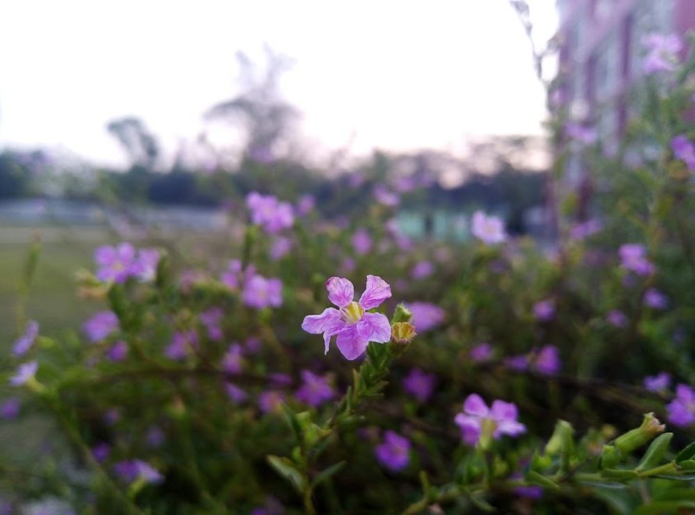 Photograph by Saif Shamim