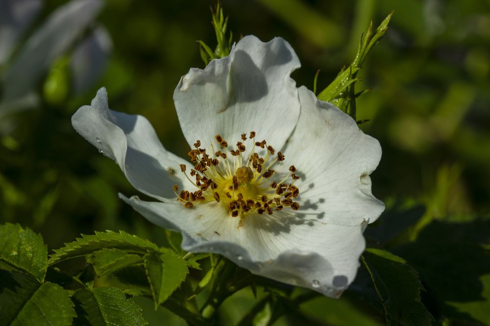 Photograph by Анна-Лаймуте Милошевич