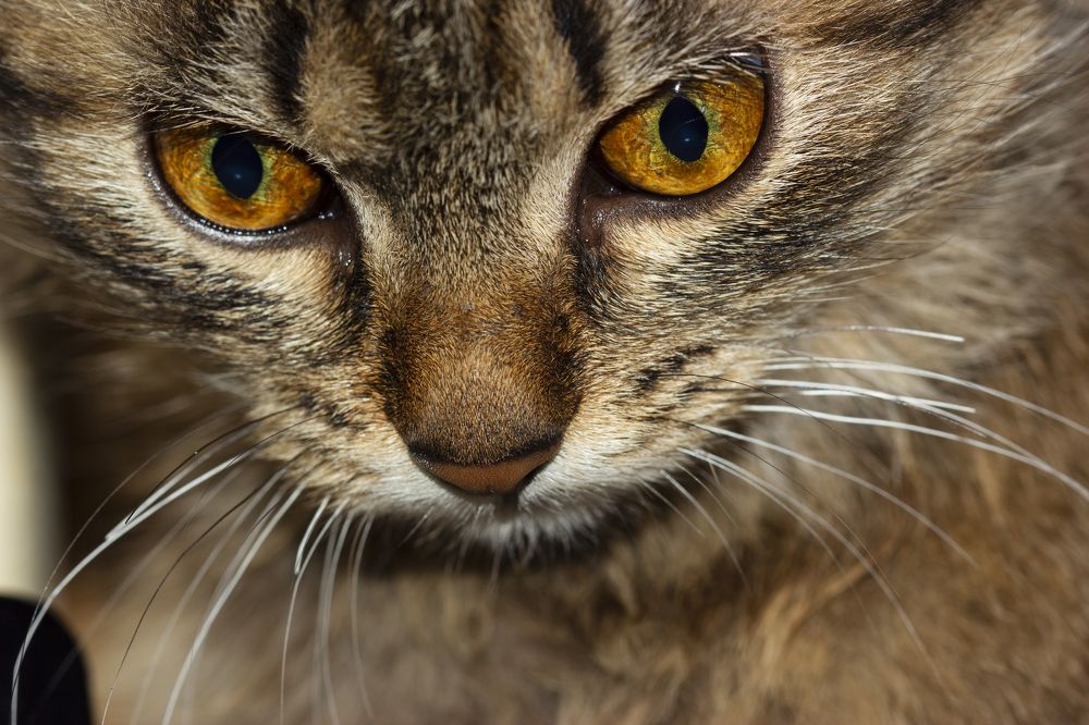 Photograph by Анна-Лаймуте Милошевич