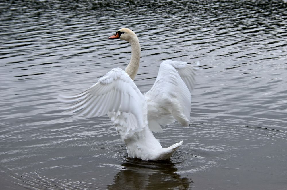 Photograph by Николай Соколовский
