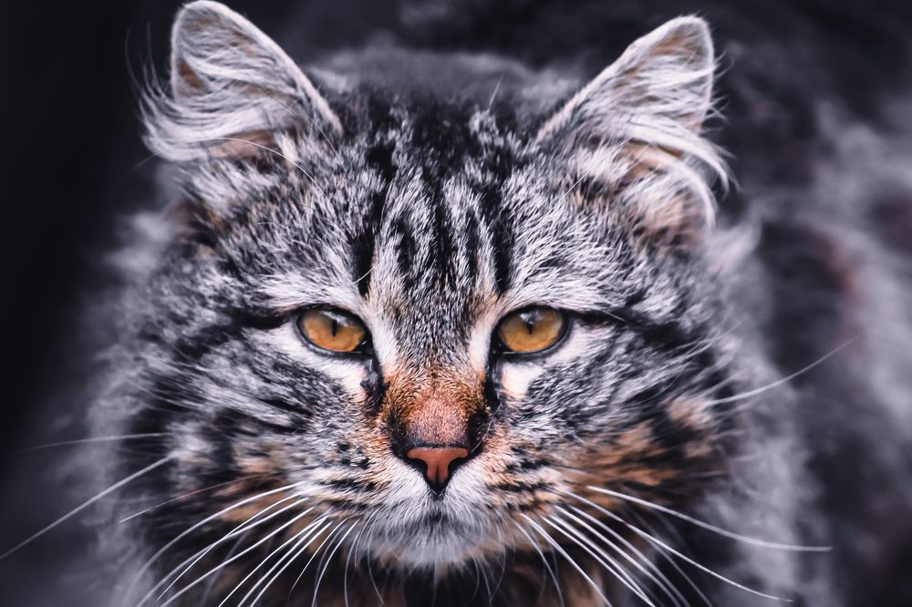 Photograph by Татьяна Слободчикова