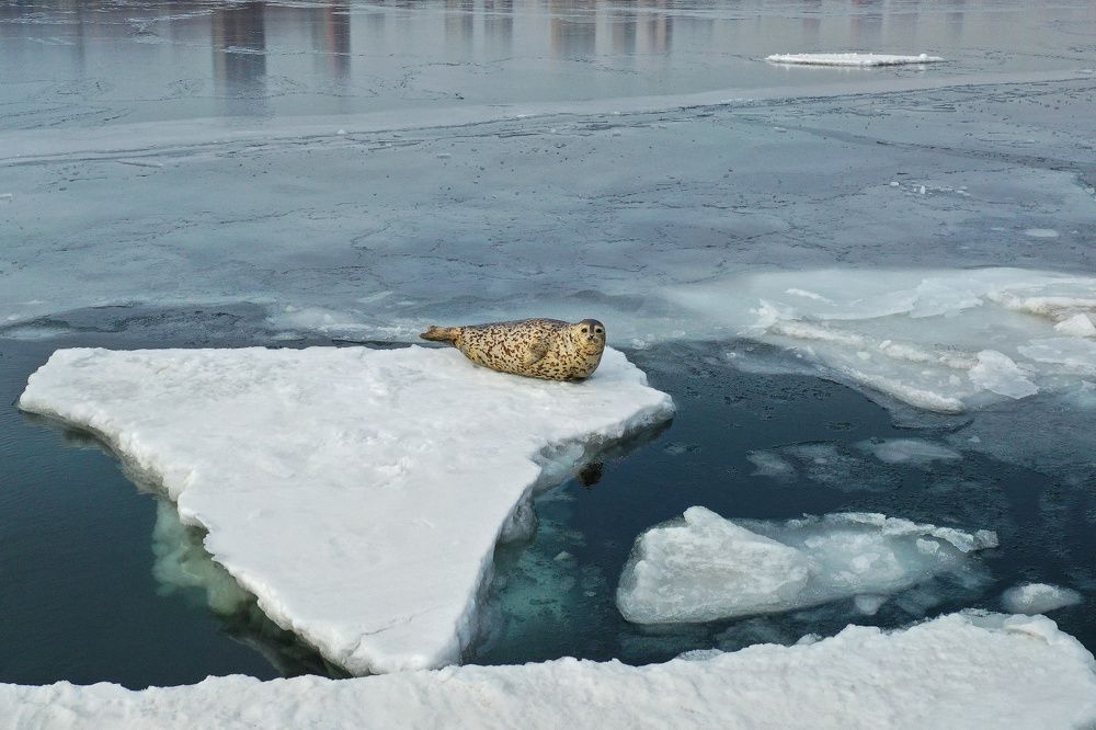 Одинокая душа / Lonely soul