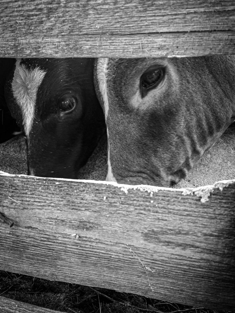 Photograph by Юлия Мишина