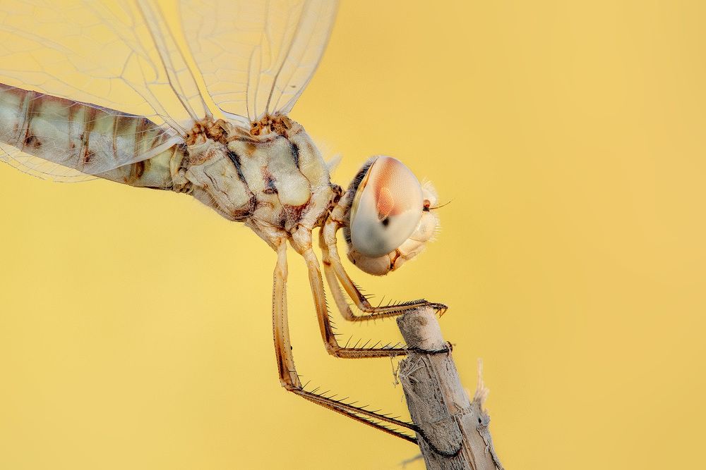Фотография автора Vishnu Gopal