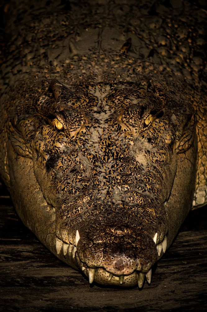 Photograph by Mehedi Hasan Shawan