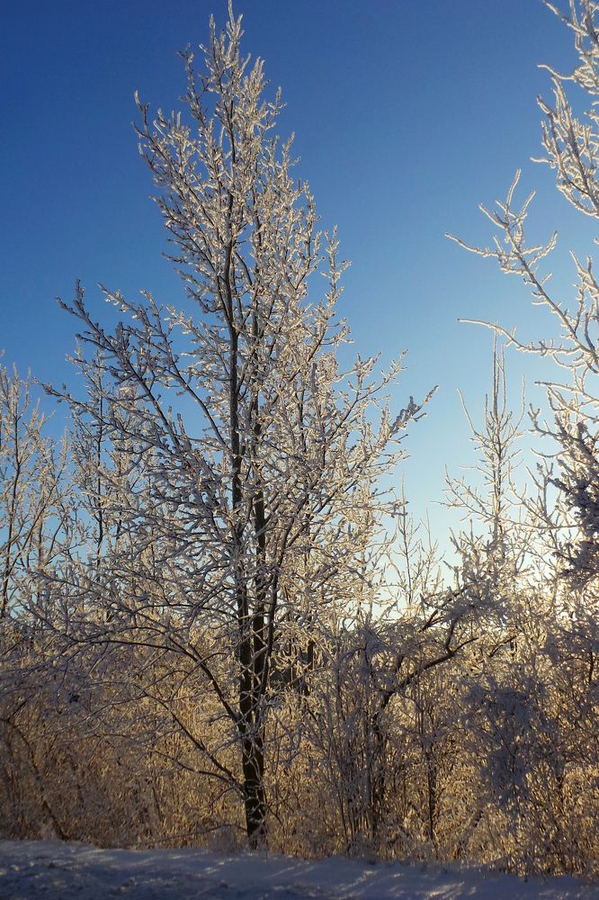 Деревья в позолоте