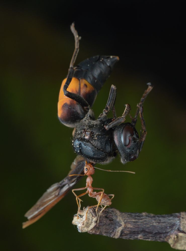 Photograph by Yusak priyanto