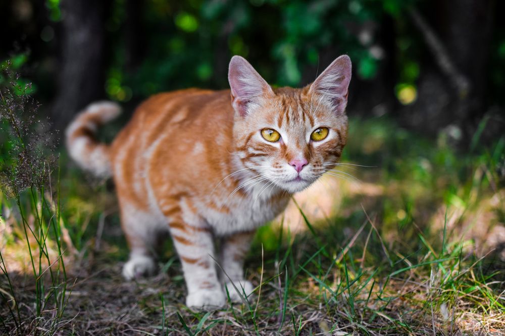 Photograph by Олег Малаев