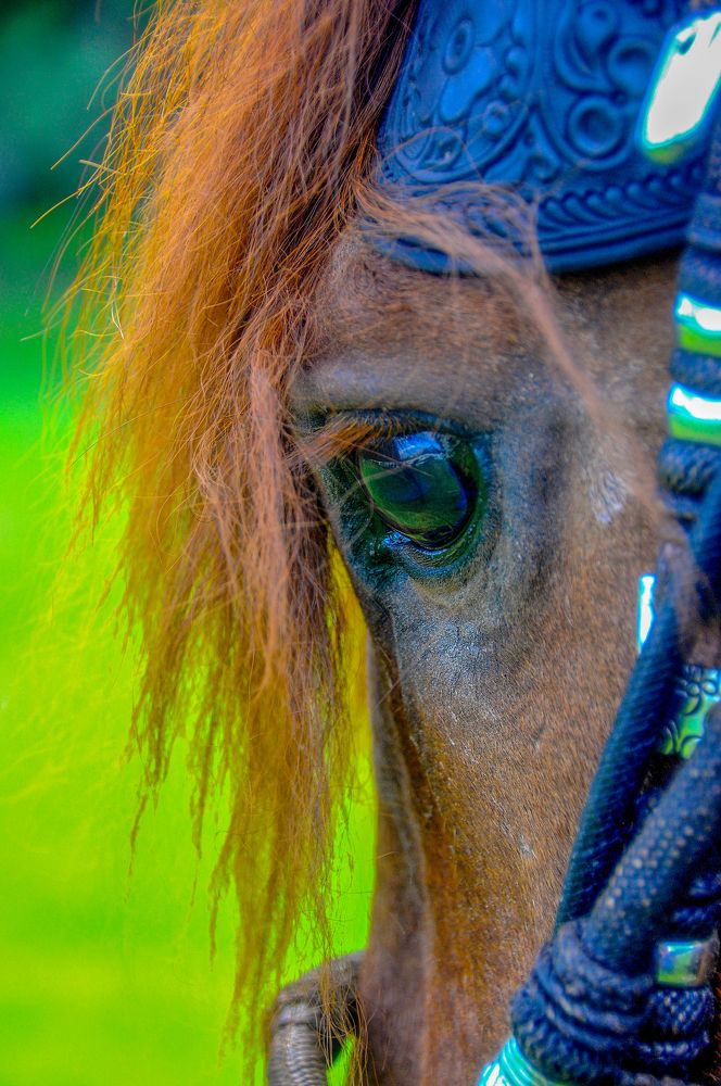 Photograph by Ricardo Ubico