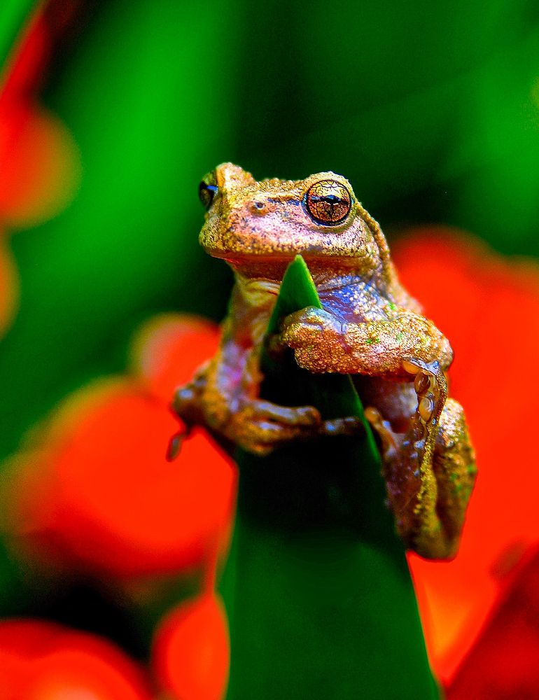 Photograph by Ricardo Ubico