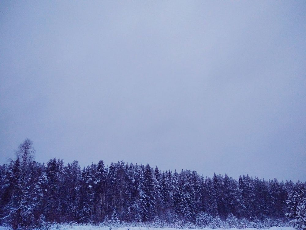 Зимний лес