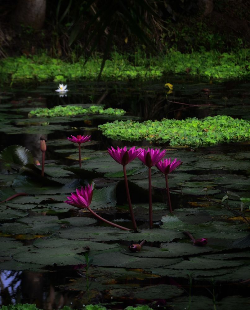 Photograph by ARNAB MITRA