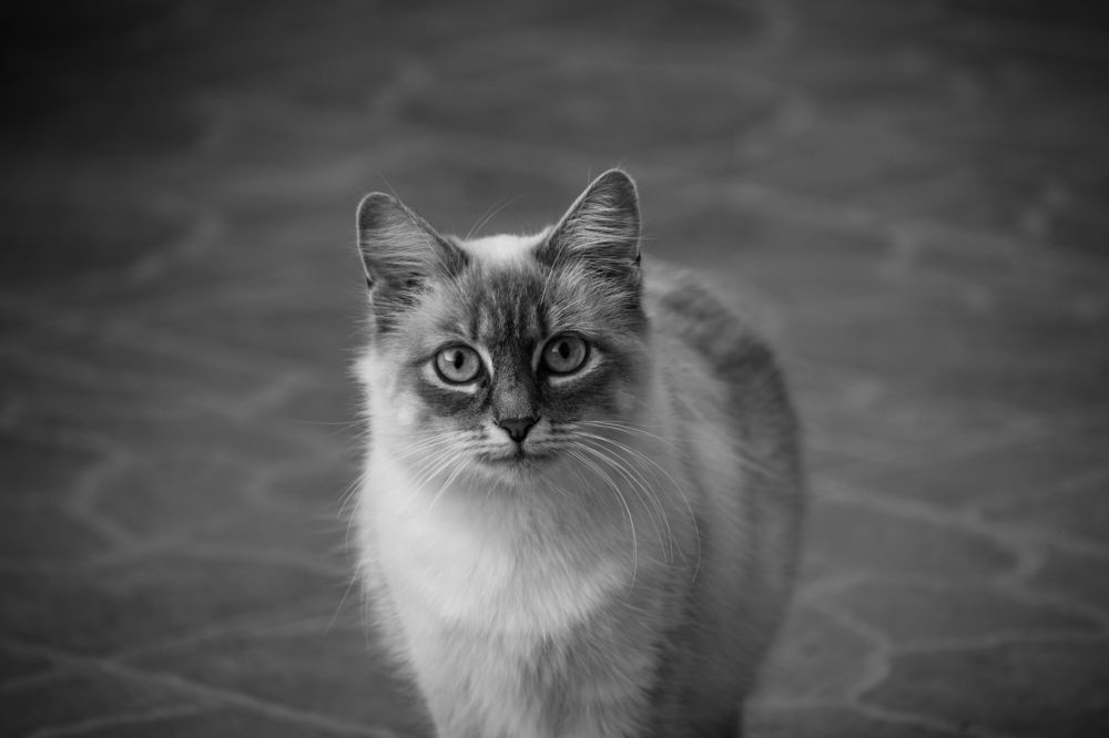 Photograph by Susan Adkinson