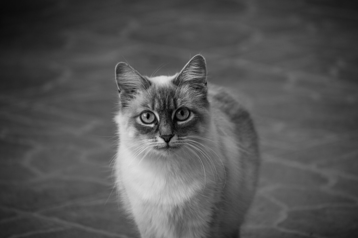 Photo #5924740