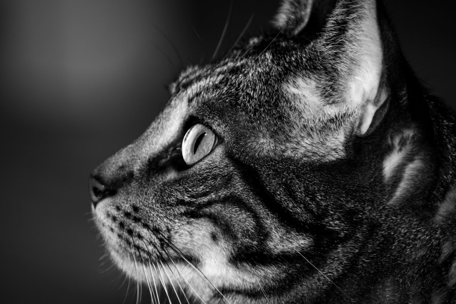 Photo #5924741