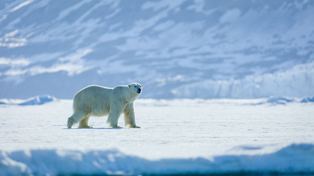 Photograph by Ruzdi Ekenheim