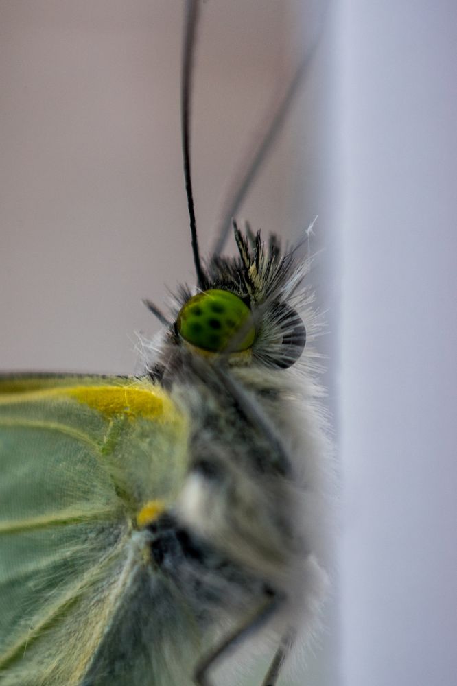 Фотография автора Jose Marcos Carvajal Tarazona