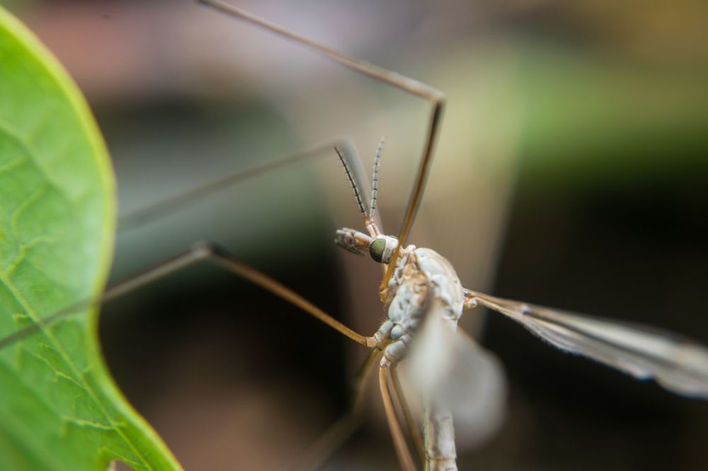 Фотография автора Jose Marcos Carvajal Tarazona