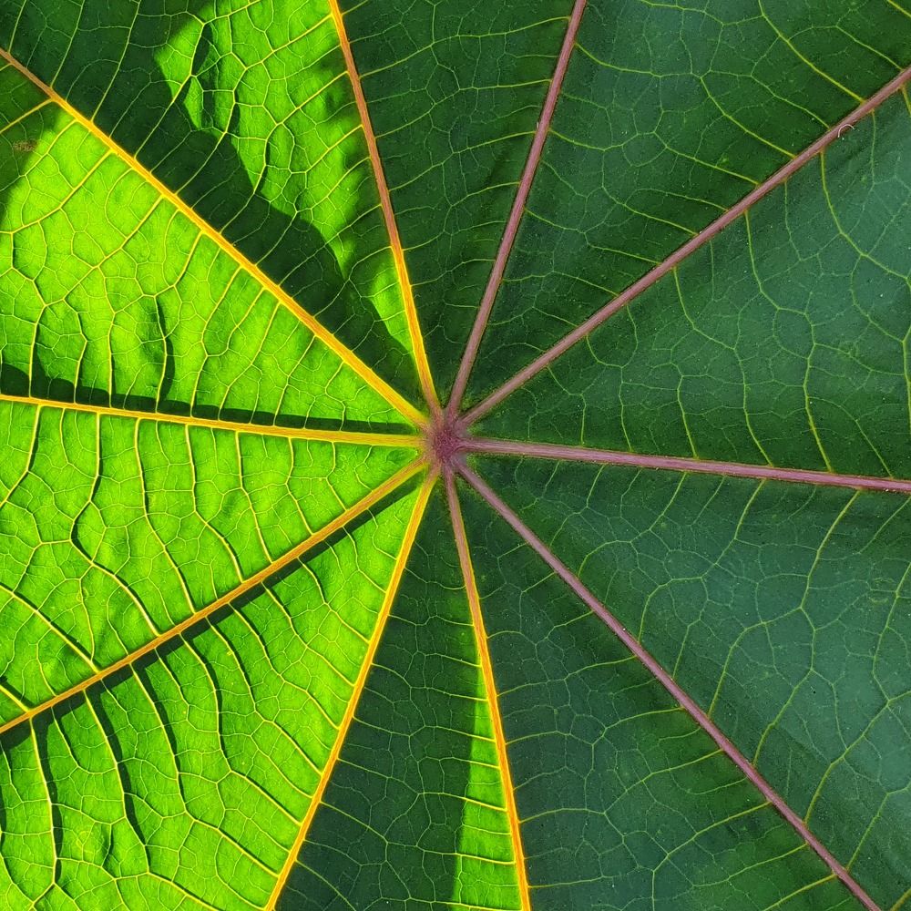 Photograph by Dâmaris Ferrão