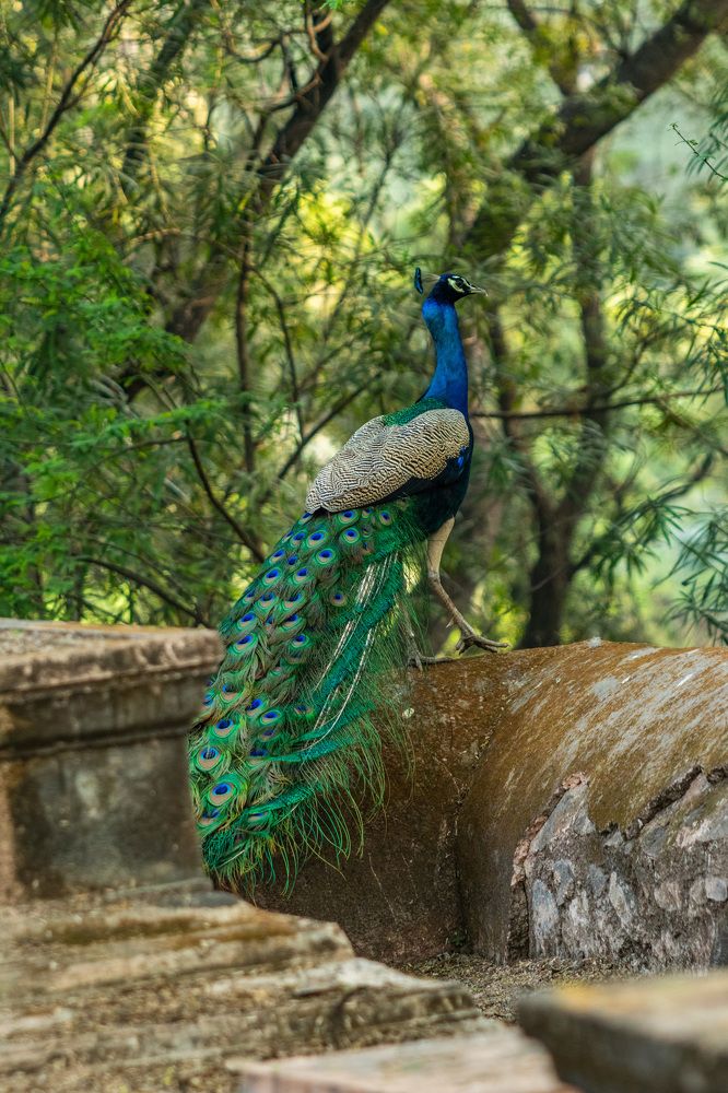 Peacock