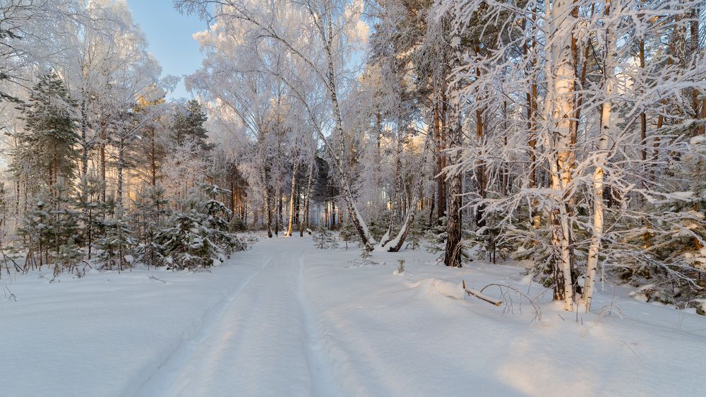 Фотография автора  Гобова Наталья