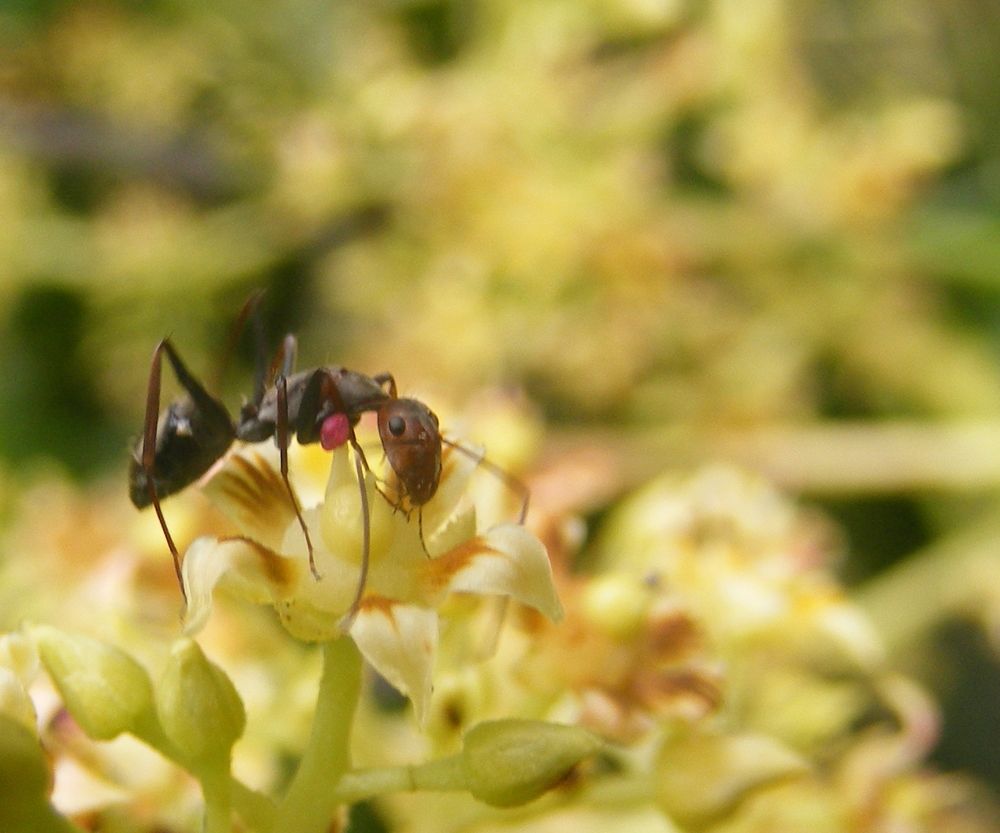 Photograph by Lokuge Sanuth