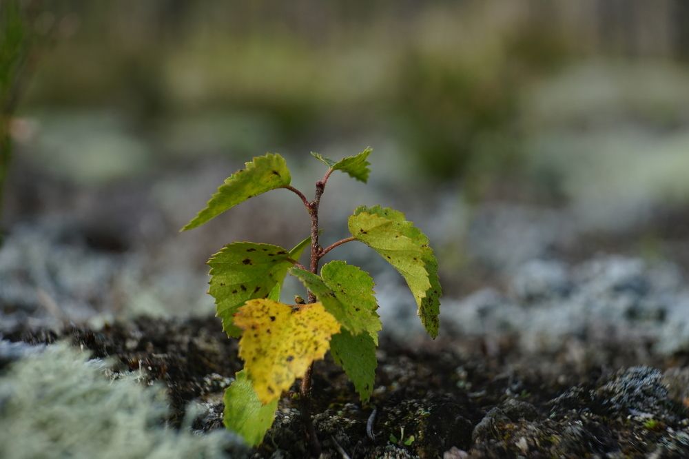 Photograph by Алексей Прохоров