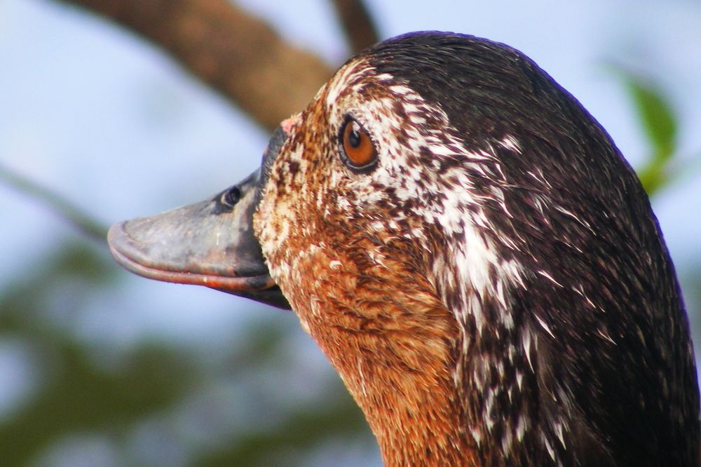 Photograph by Lokuge Sanuth