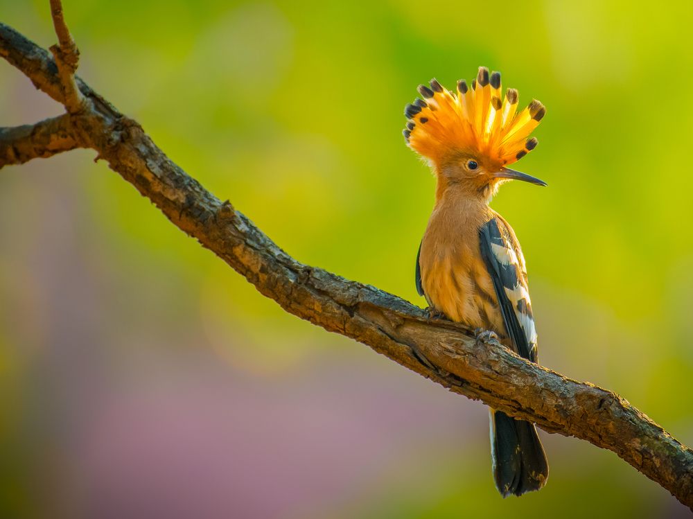 Photograph by Kirkamon Cabello