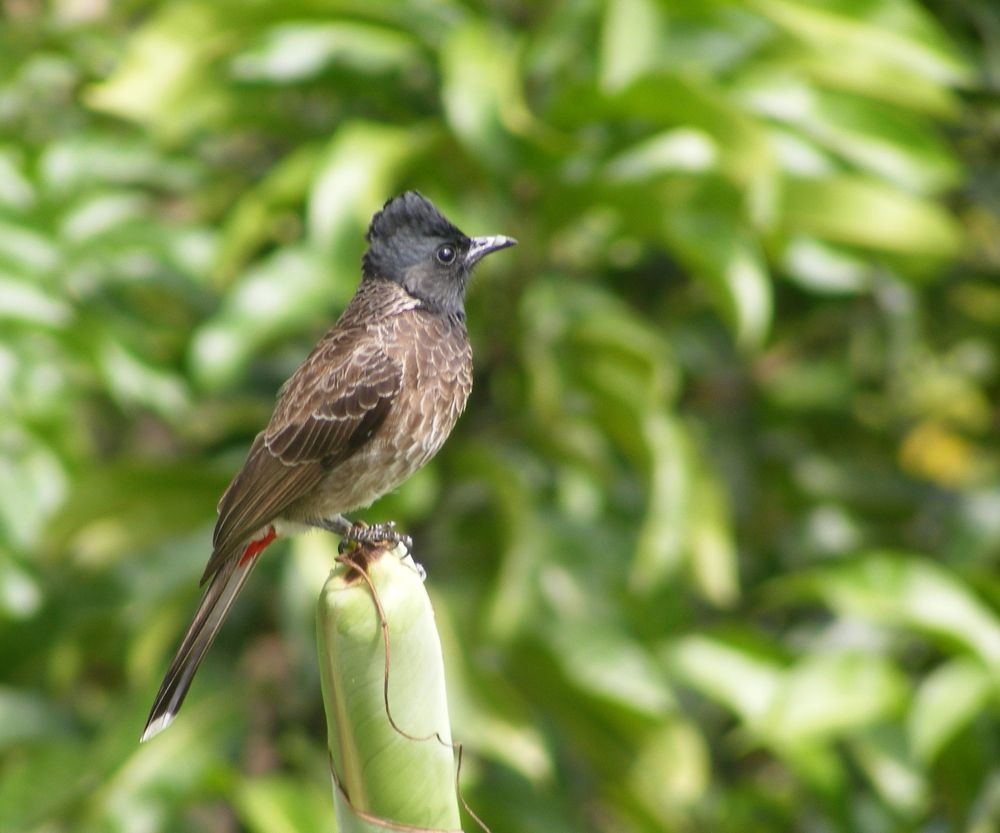 Photograph by Lokuge Sanuth