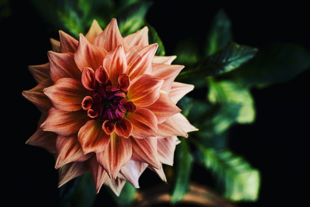 Indian Dahlia