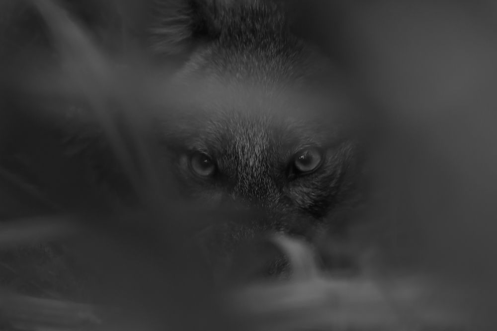 Eyes